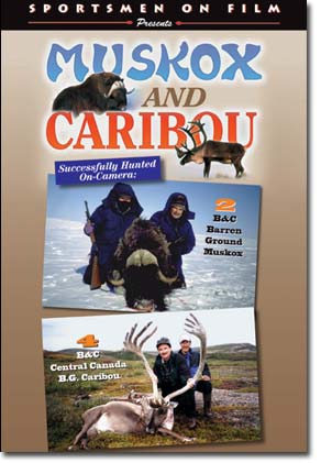 Muskox and Caribou
